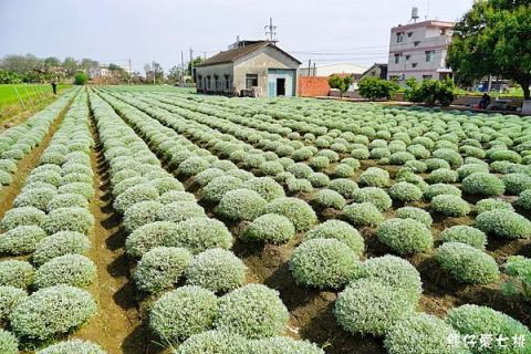 虎尾波波草